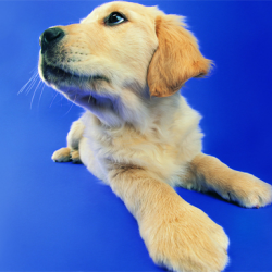 Funny Cats and Dogs Jigsaw Puzzle