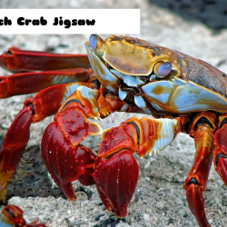 Beach Crab Jigsaw