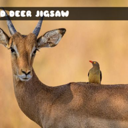 Wild Deer Jigsaw