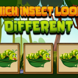 Which Insect Looks Different