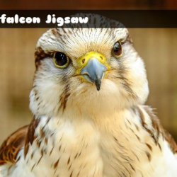 Gyrfalcon Jigsaw